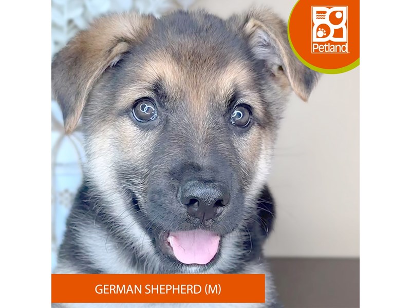 German Shepherd Dog - 15857 Image #2
