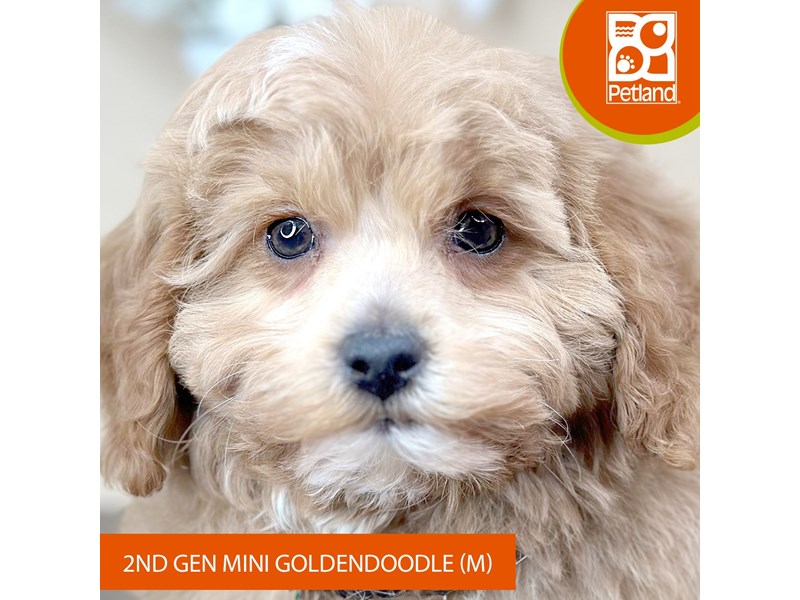 Goldendoodle Mini 2nd Gen - 15856 Image #2
