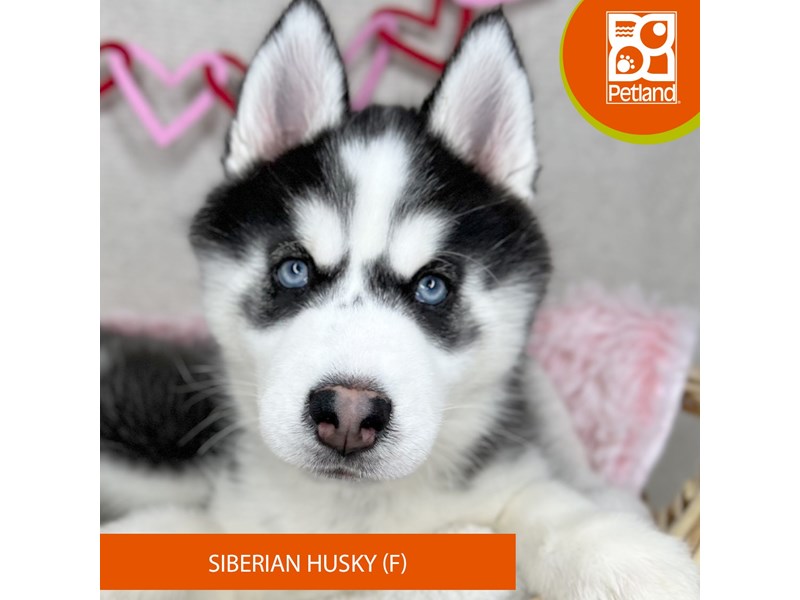 Siberian Husky - 15926 Image #2