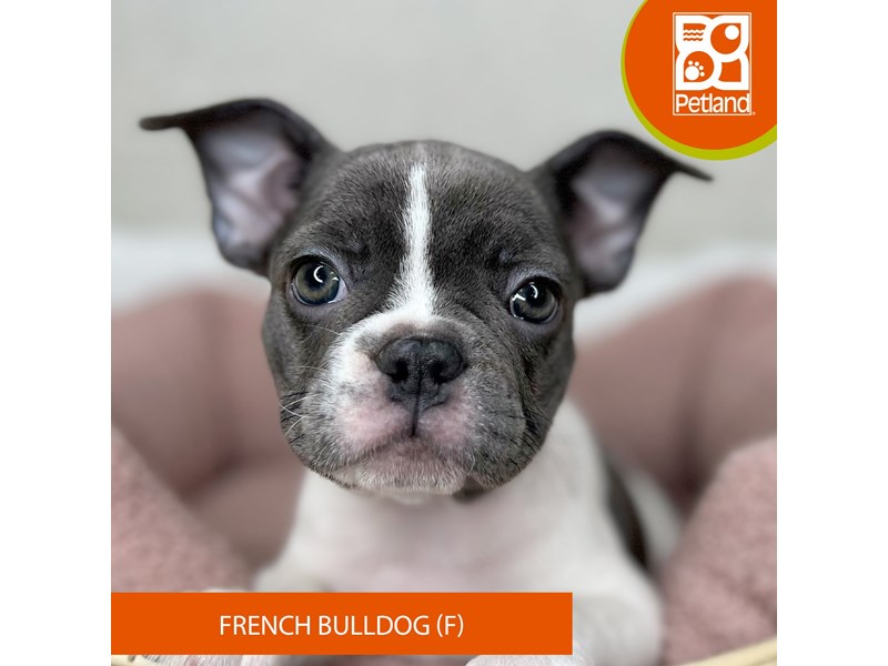 French Bulldog - 15929 Image #2