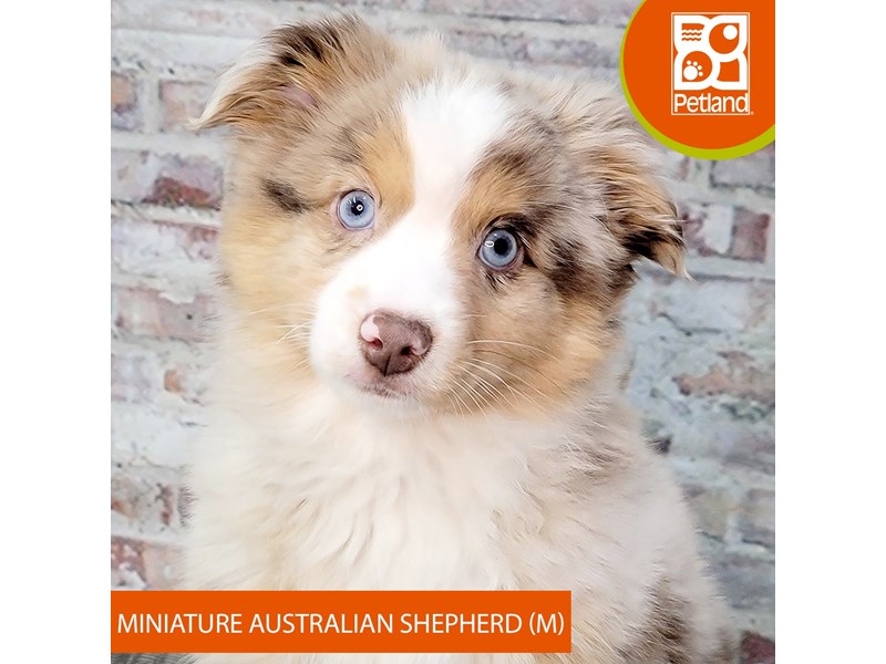 Miniature Australian Shepherd - 2091 Image #2