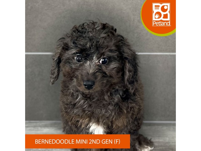Bernedoodle Mini 2nd Gen - 890 Image #3