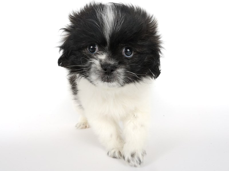[#13980] Sable White Male Pekapoo Puppies For Sale #1