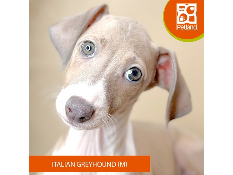 Italian Greyhound - 15872 Image #2
