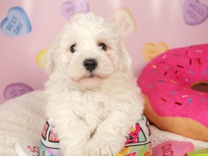 Bichon Frise-DOG-Male-White-