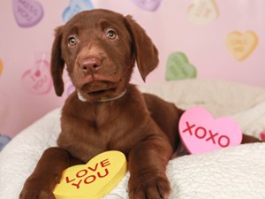 Labrador Retriever-DOG-Female-choc-4419504