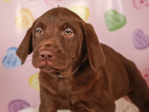 Labrador Retriever-DOG-Male-choc-
