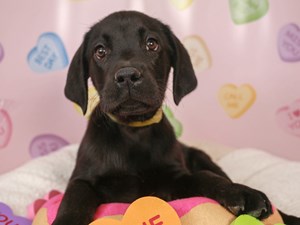 Labrador Retriever-DOG-Female-blk-4475524
