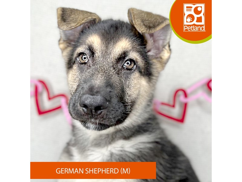 German Shepherd Dog - 15933 Image #2