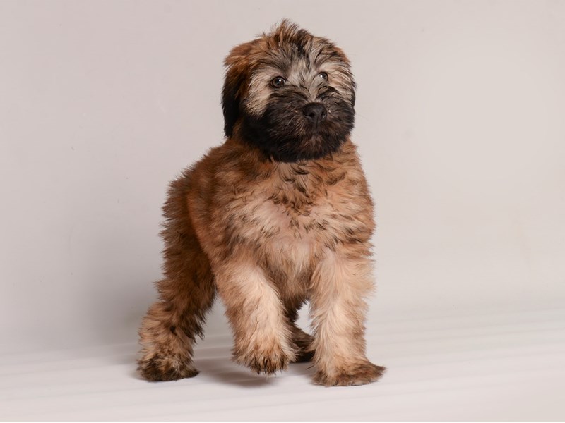 Soft Coated Wheaten Terrier - 20755 Image #2