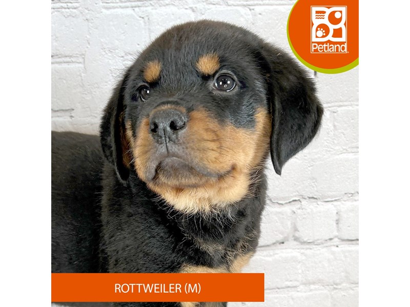 Rottweiler - 3243 Image #2