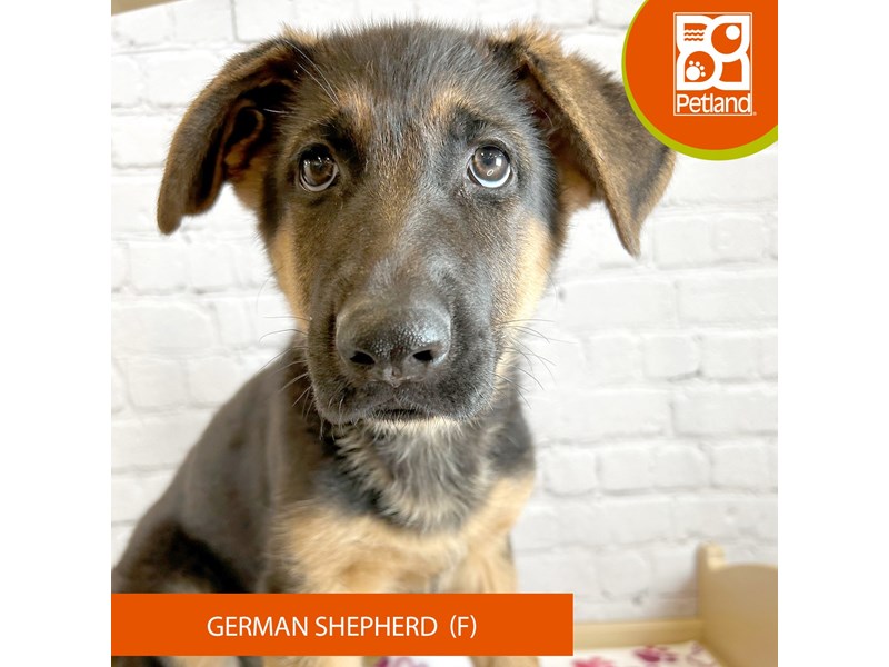 German Shepherd Dog - 3242 Image #2