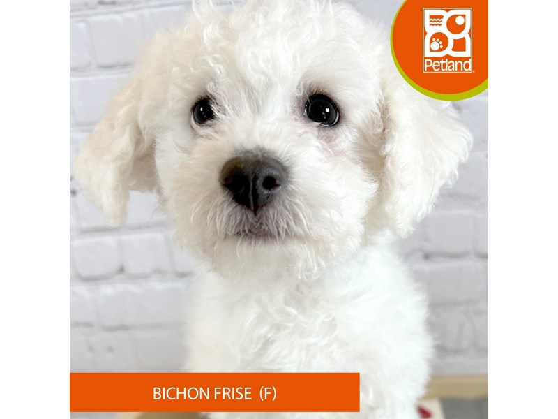 Bichon Frise - 3241 Image #2