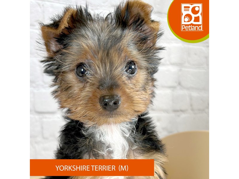 Yorkshire Terrier - 3240 Image #2