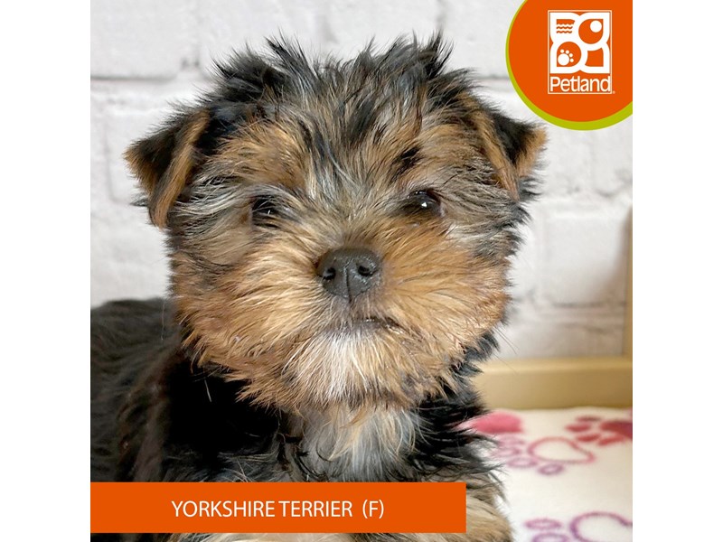 Yorkshire Terrier - 3239 Image #2