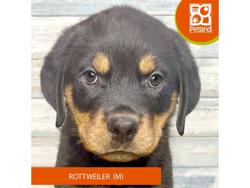 Rottweiler - 3463 Image #2