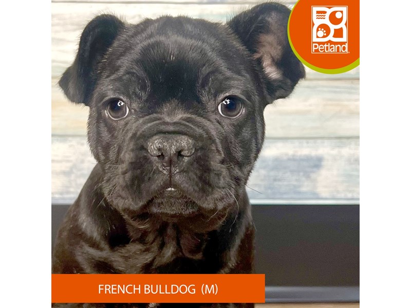 French Bulldog - 3462 Image #2