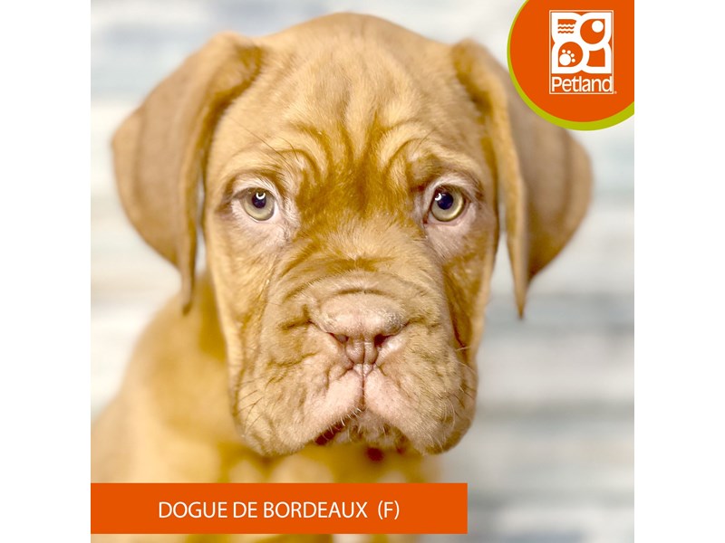 Dogue De Bordeaux - 3458 Image #2