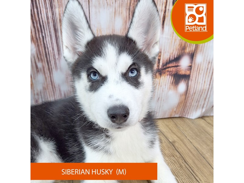 Siberian Husky - 7596 Image #2