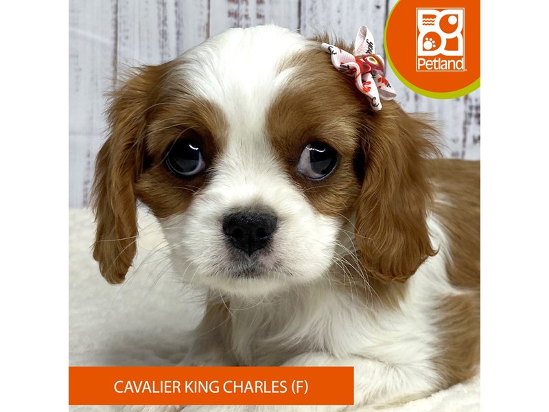 Cavalier King Charles Spaniel - 3426 Image #2