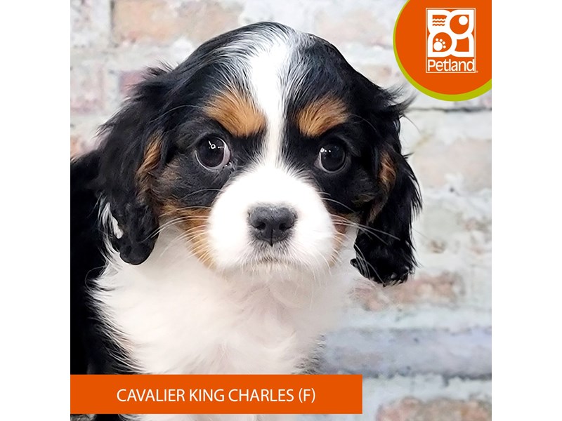 Cavalier King Charles Spaniel - 2104 Image #2
