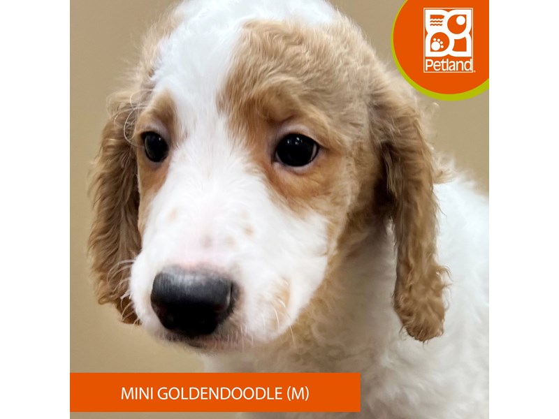 Goldendoodle Mini - 15061 Image #2