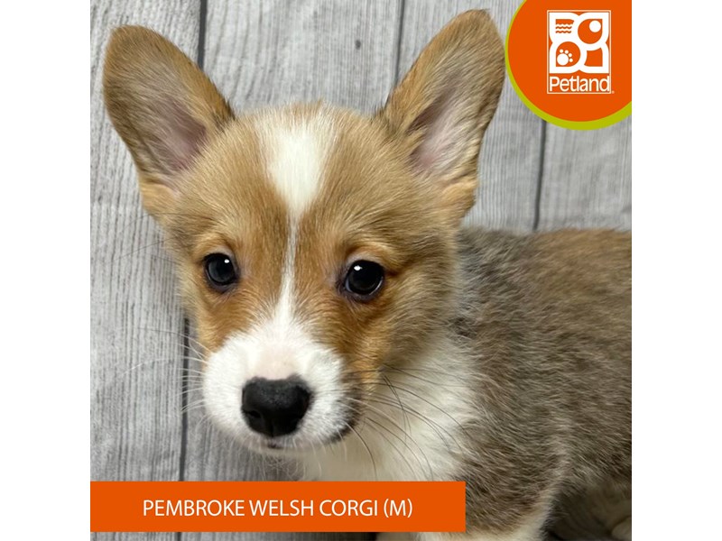 Pembroke Welsh Corgi - 2899 Image #2