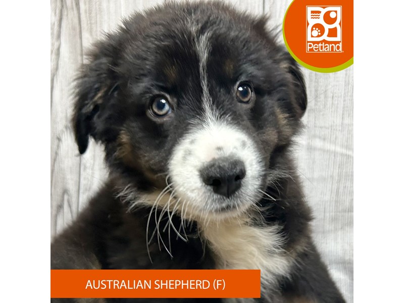 Australian Shepherd - 2904 Image #2