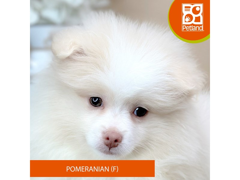 Pomeranian - 15882 Image #2