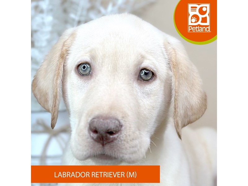 Labrador Retriever - 15881 Image #2