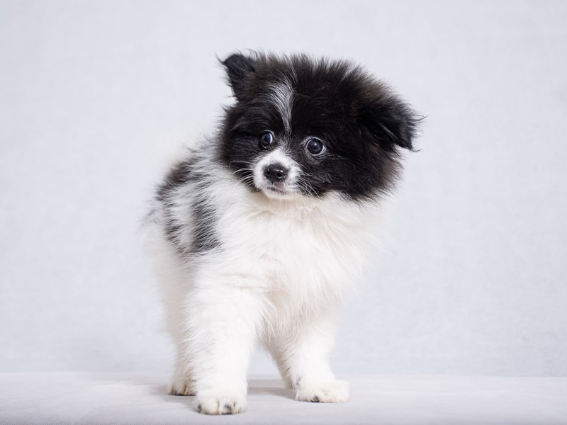 Pomeranian