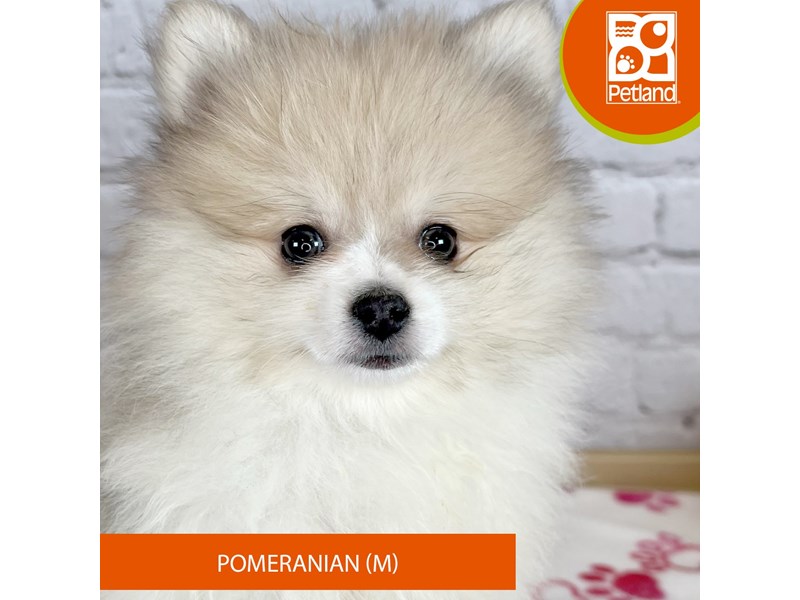 Pomeranian - 3253 Image #2