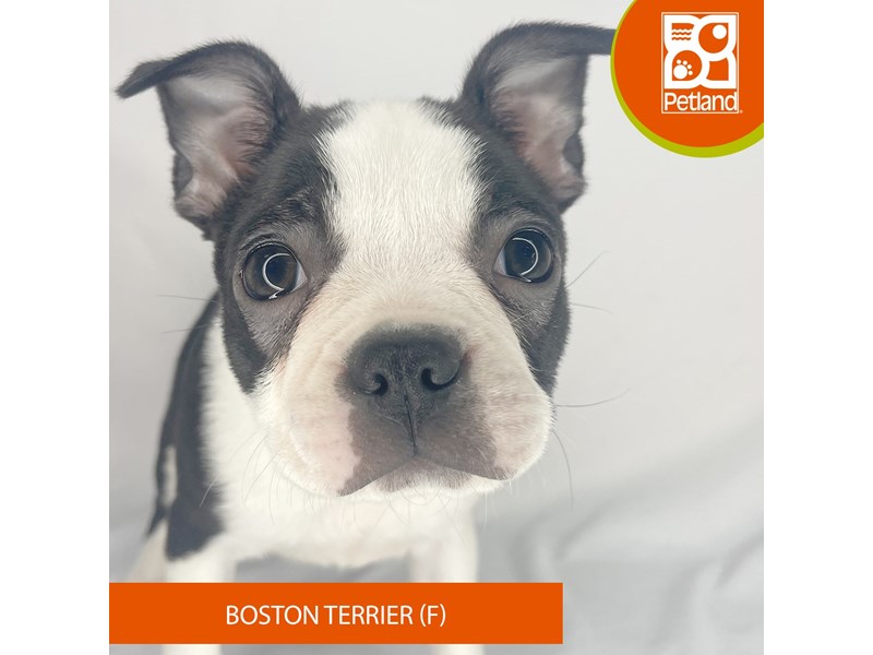 Boston Terrier - 4109 Image #2