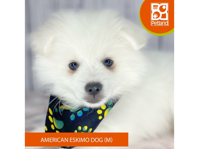 American Eskimo Dog - 3432 Image #2