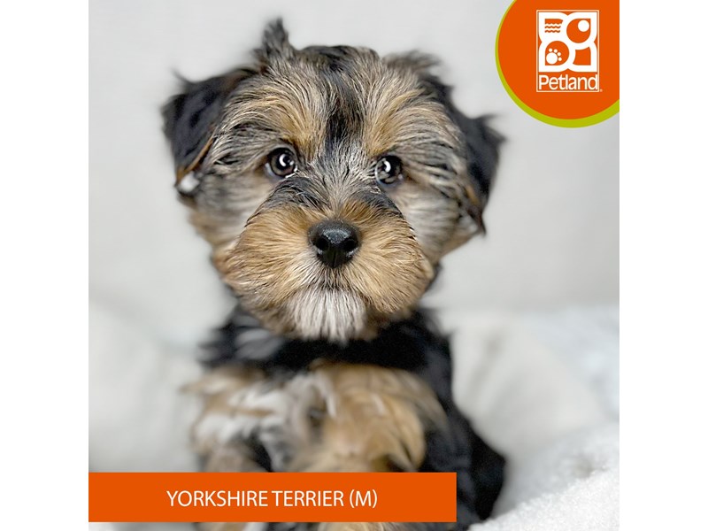 Yorkshire Terrier - 15942 Image #2