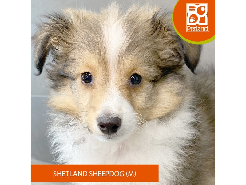 Shetland Sheepdog - 900 Image #2