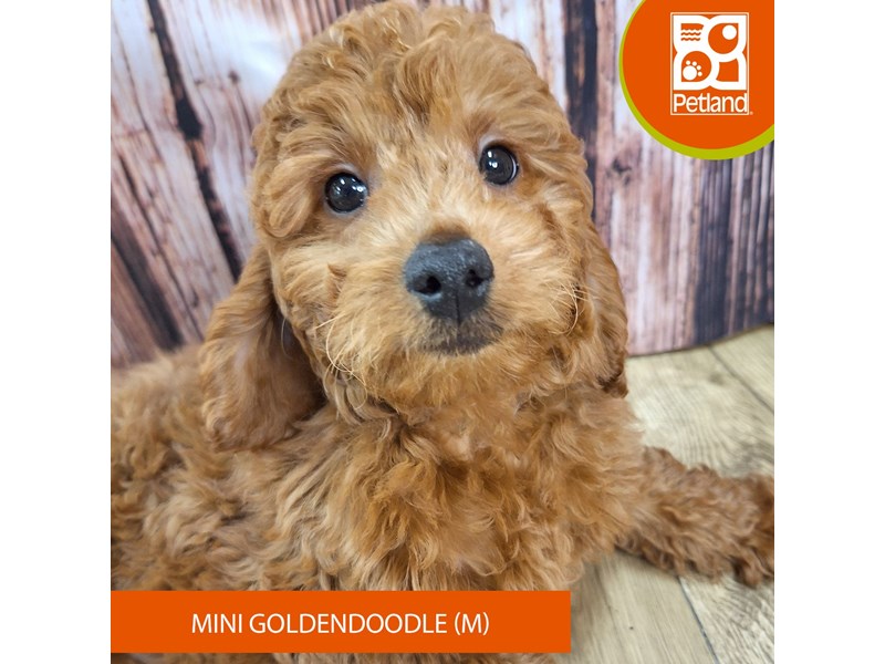 Goldendoodle Mini - 7604 Image #2