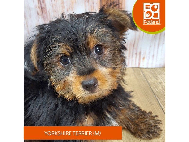 Yorkshire Terrier - 7601 Image #2