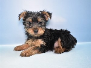 Yorkshire Terrier-DOG-Female-Black and Tan-