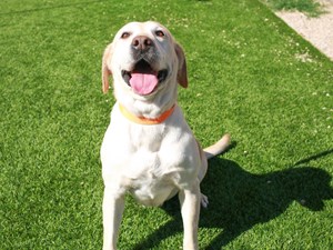 Labrador Retriever-DOG-Female-yellow-4485780
