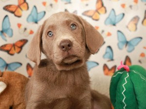 Labrador Retriever-DOG-Female-Silver-