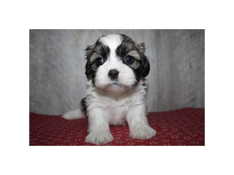 [#13997] Brindle / White Male Shih Tzu Puppies For Sale #1