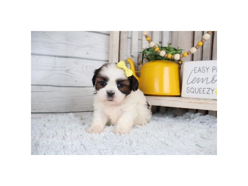 [#14002] Sable Female Shih Tzu Puppies For Sale #1