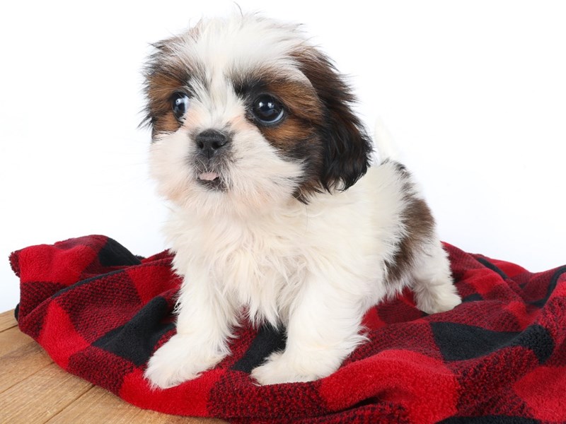 [#14002] Sable Female Shih Tzu Puppies For Sale #2