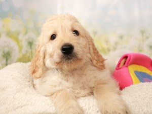 Goldendoodle-DOG-Male-cr & wh-