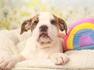 Olde English Bulldogge-DOG-Female-Red Brindle and White-4508185