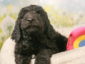 Goldendoodle-DOG-Male-blk w/wh-4508698
