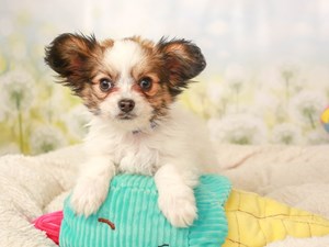 Papillon-DOG-Male-White and Sable-4508231