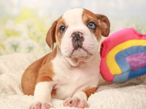 Olde English Bulldogge-DOG-Male-Red and White-