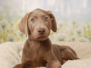 Labrador Retriever-DOG-Female-Silver-4443464